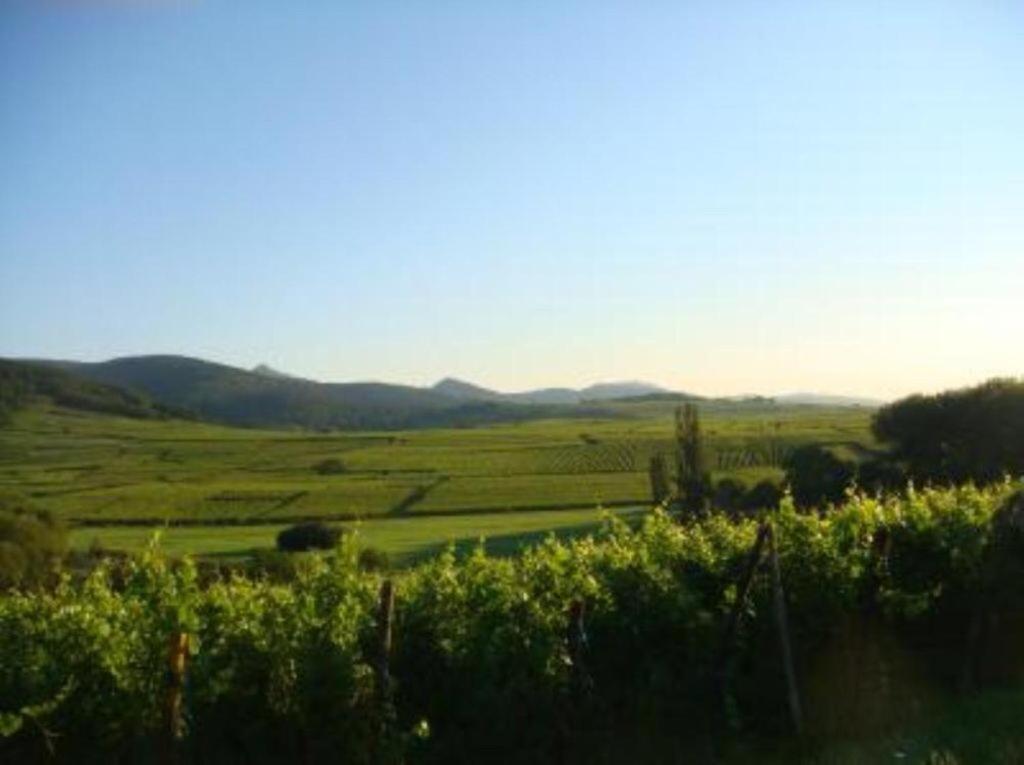 Appartement Vue sur vignes à Riquewihr Extérieur photo