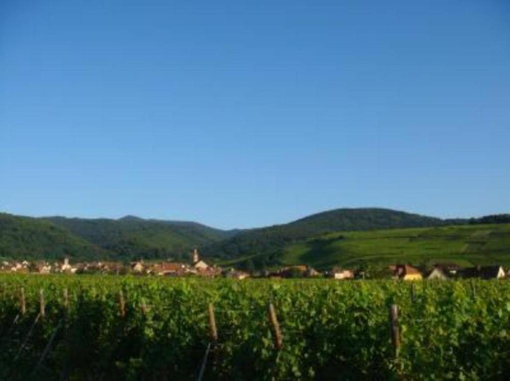Appartement Vue sur vignes à Riquewihr Extérieur photo
