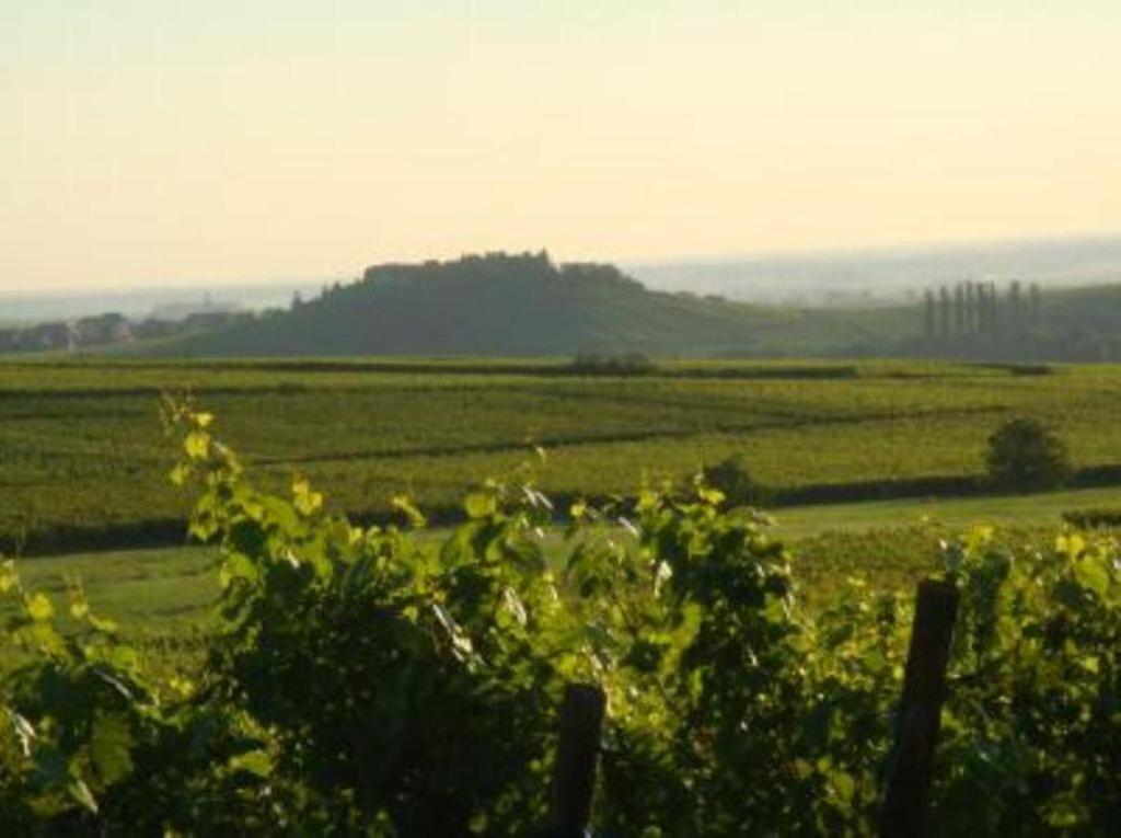 Appartement Vue sur vignes à Riquewihr Extérieur photo